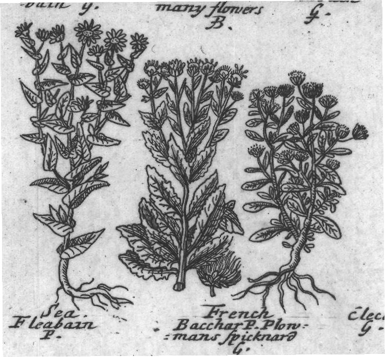 Engraved plant figure: Midle Flea Midle