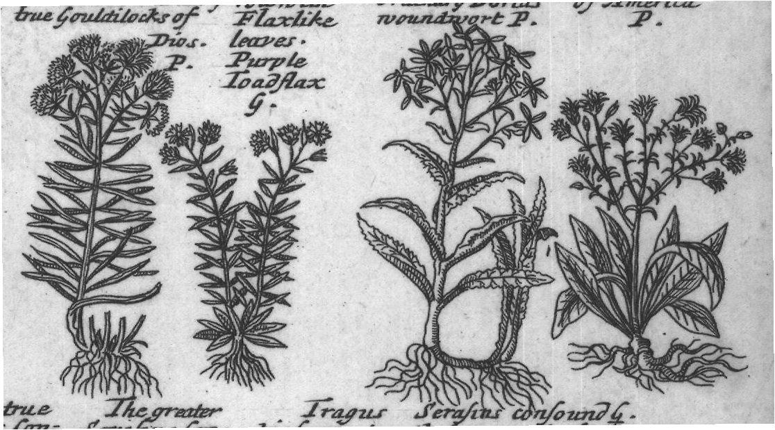 Engraved plant figure: Midle Flea Midle