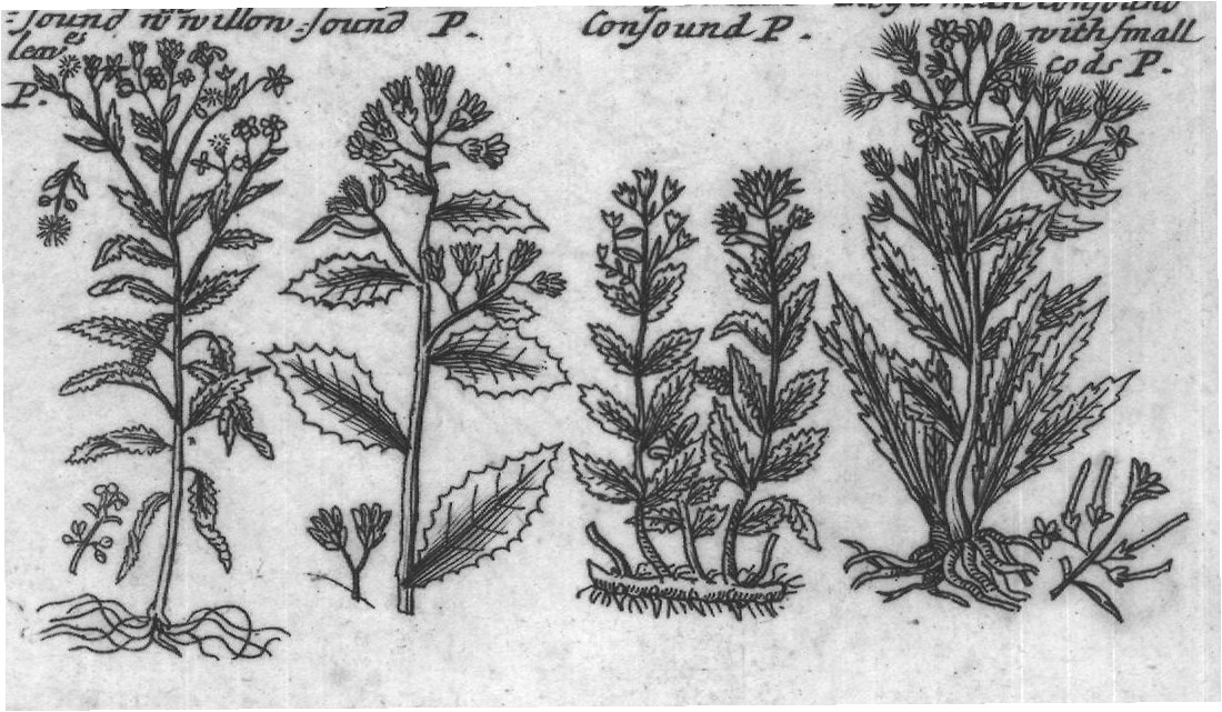 Engraved plant figure: Midle Flea Midle