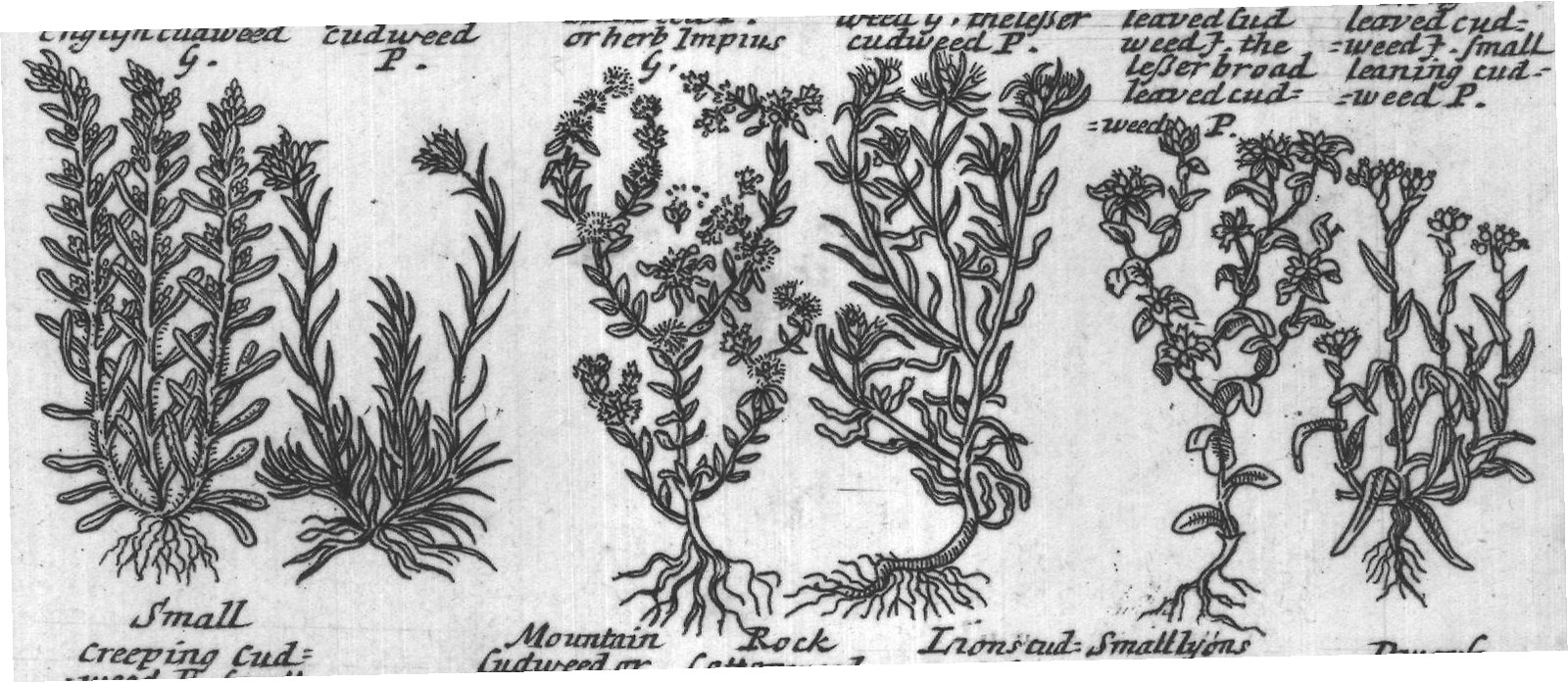 Engraved plant figure: Coltsfoot Mountain