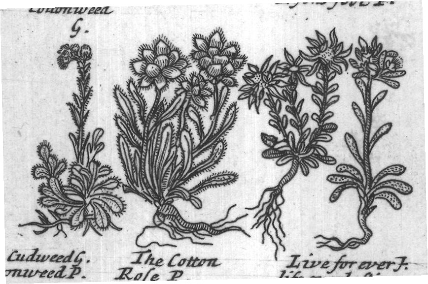 Engraved plant figure: Coltsfoot Mountain