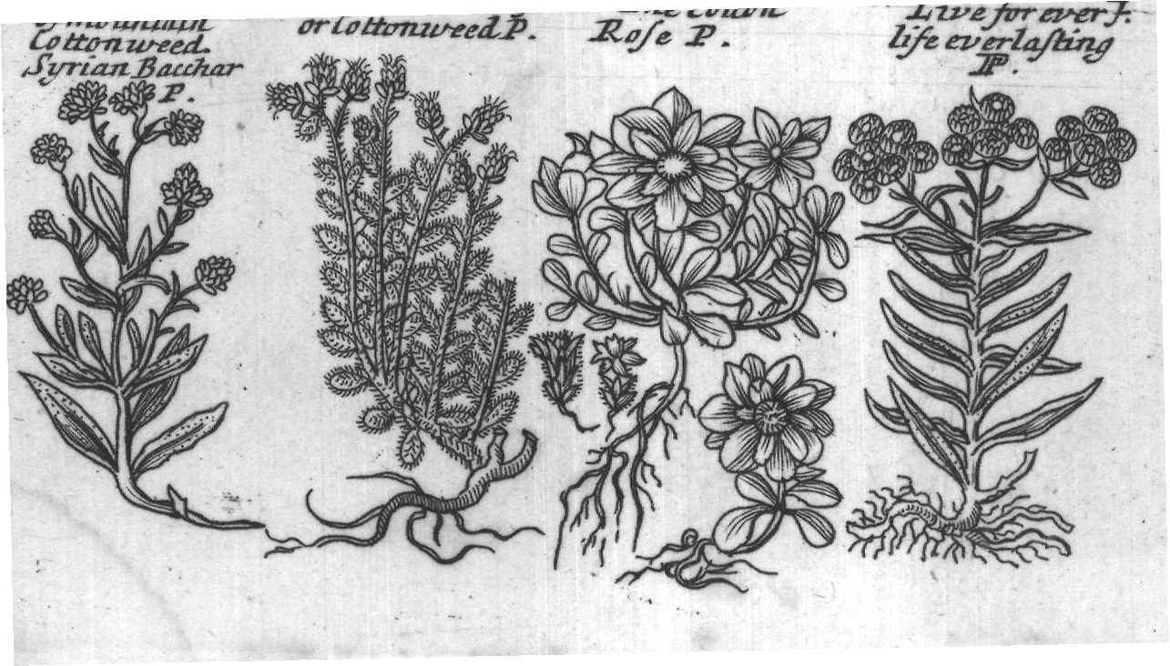 Engraved plant figure: Coltsfoot Mountain