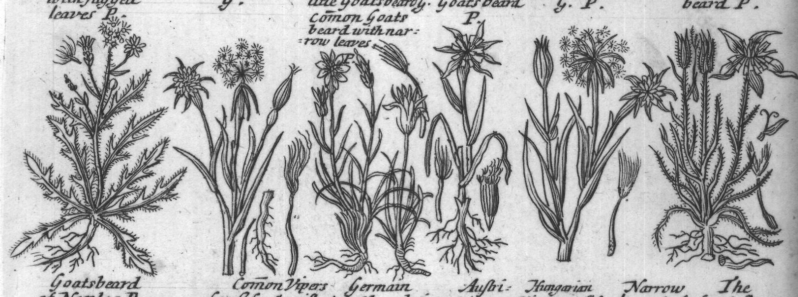 Engraved plant figure: Broad