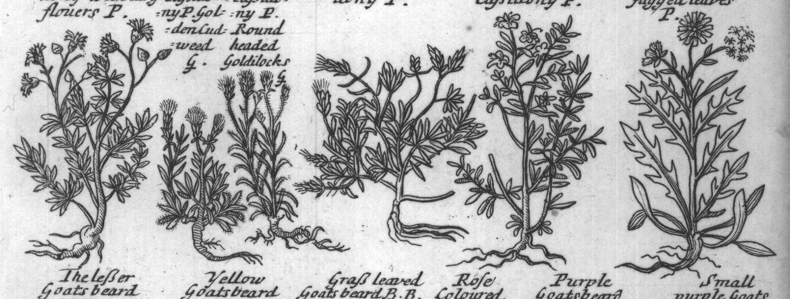 Engraved plant figure: Broad