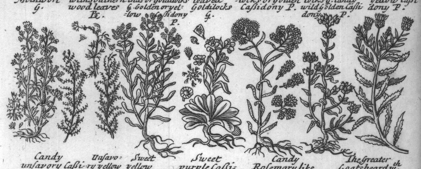 Engraved plant figure: Broad