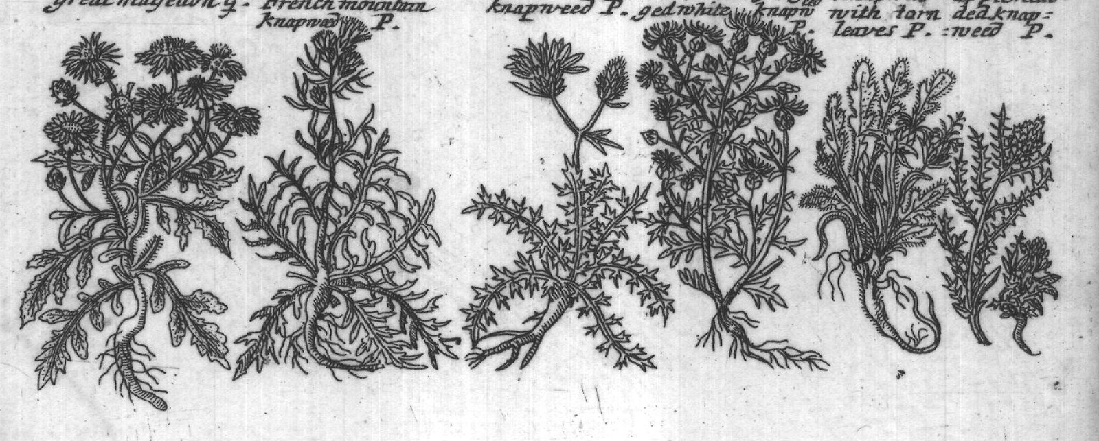 Engraved plant figure: Corn flowe P