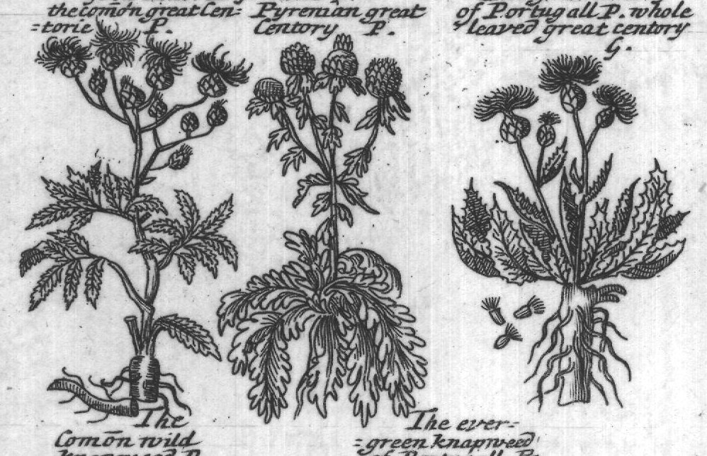Engraved plant figure: Corn flowe P