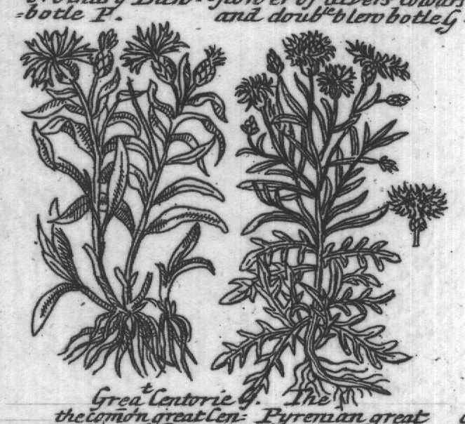 Engraved plant figure: Corn flowe P