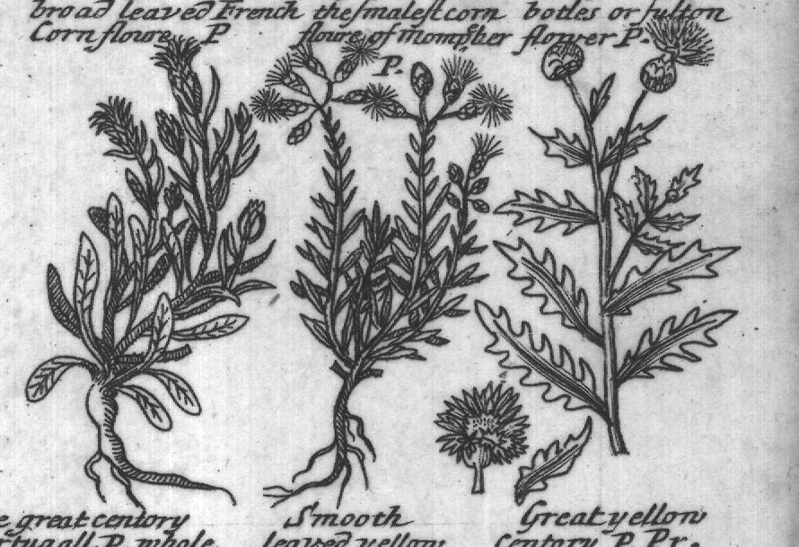 Engraved plant figure: Corn flowe P