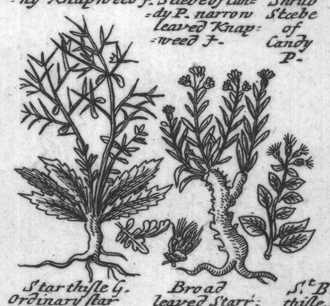 Engraved plant figure: Round headed