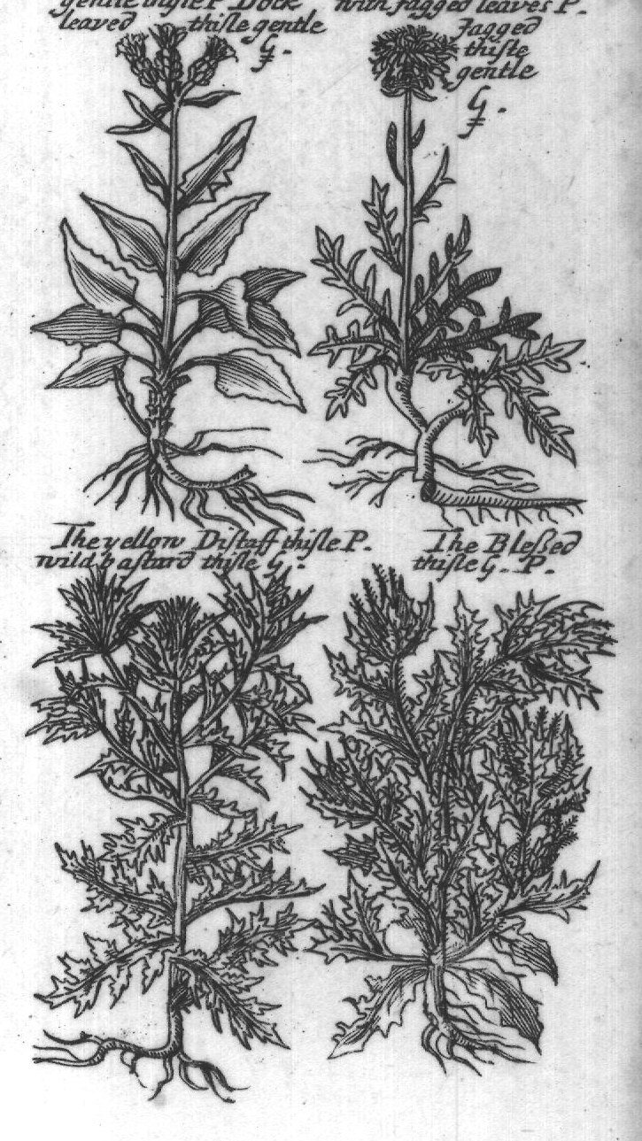 Engraved plant figure: Broad leaved