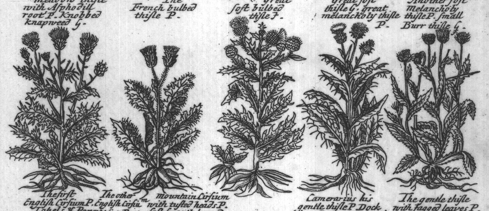 Engraved plant figure: Broad leaved