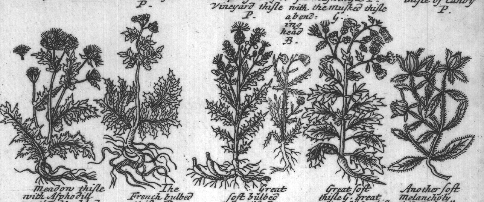 Engraved plant figure: Broad leaved