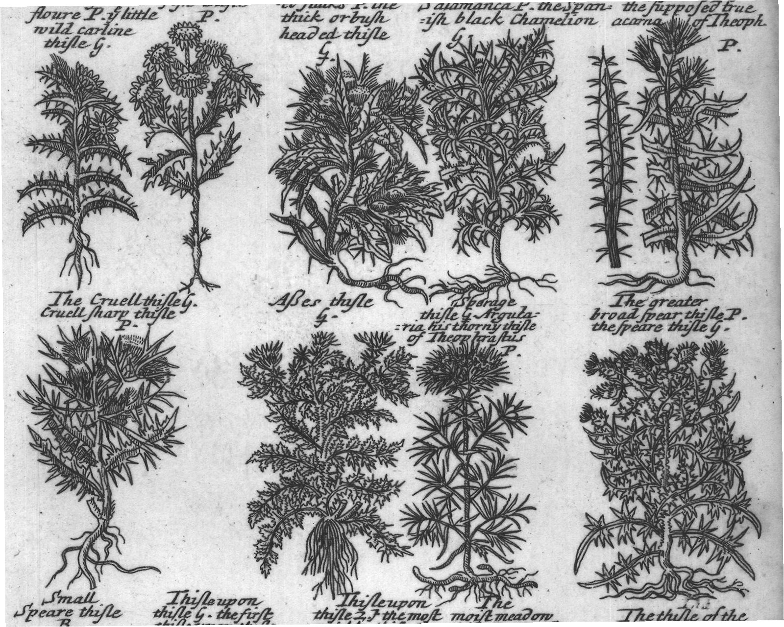 Engraved plant figure: Severall Soarts of Thisles