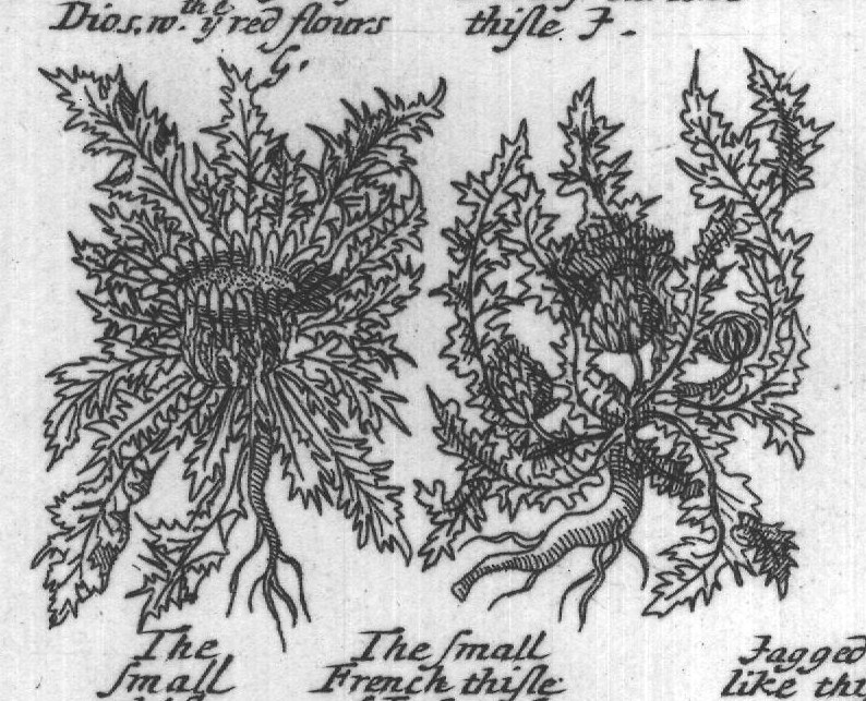 Engraved plant figure: Our low wild