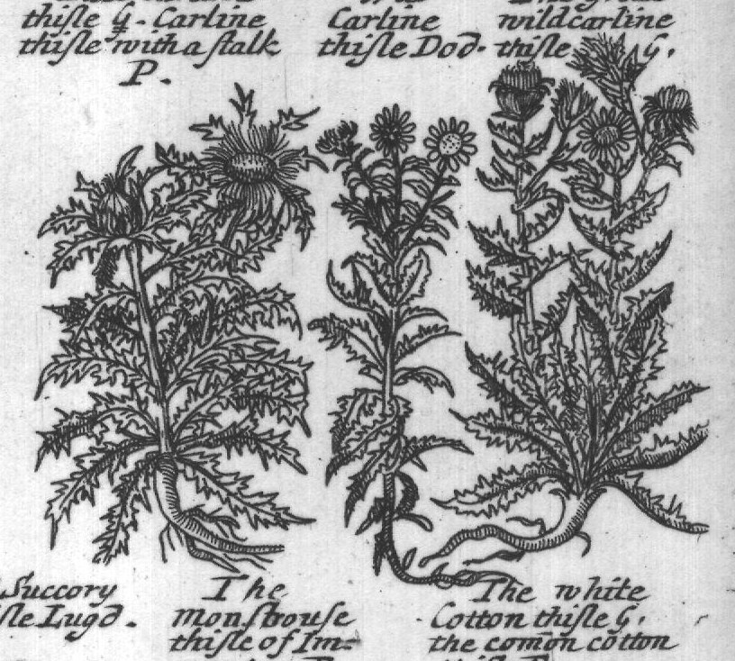 Engraved plant figure: Our low wild