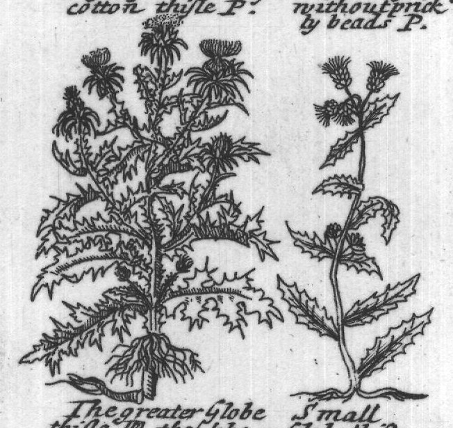 Engraved plant figure: Our low wild