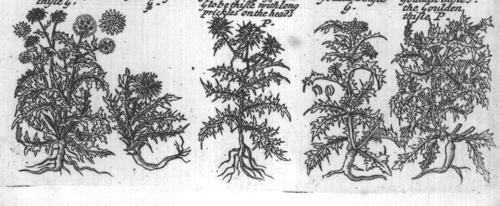 Engraved plant figure: Our low wild