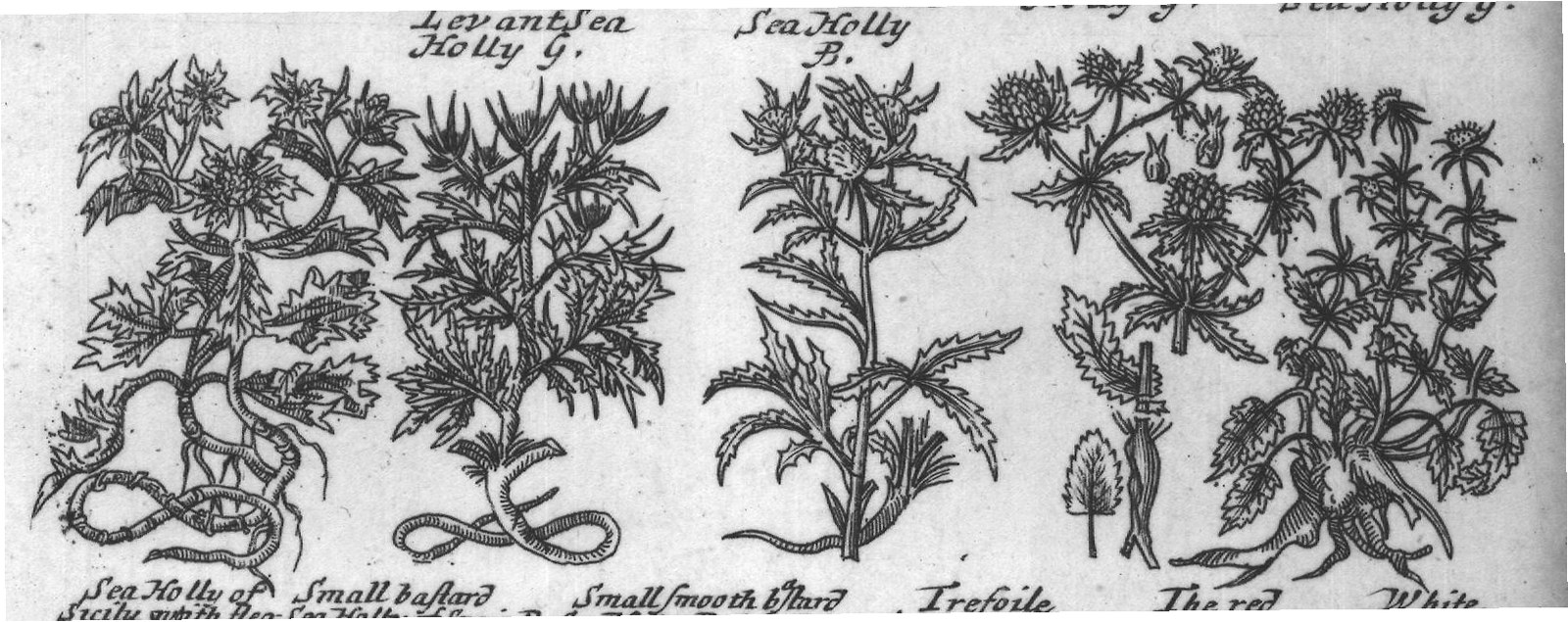 Engraved plant figure: Sea Holly