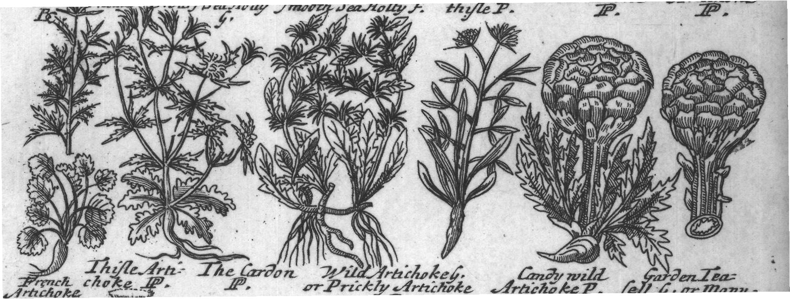 Engraved plant figure: Sea Holly