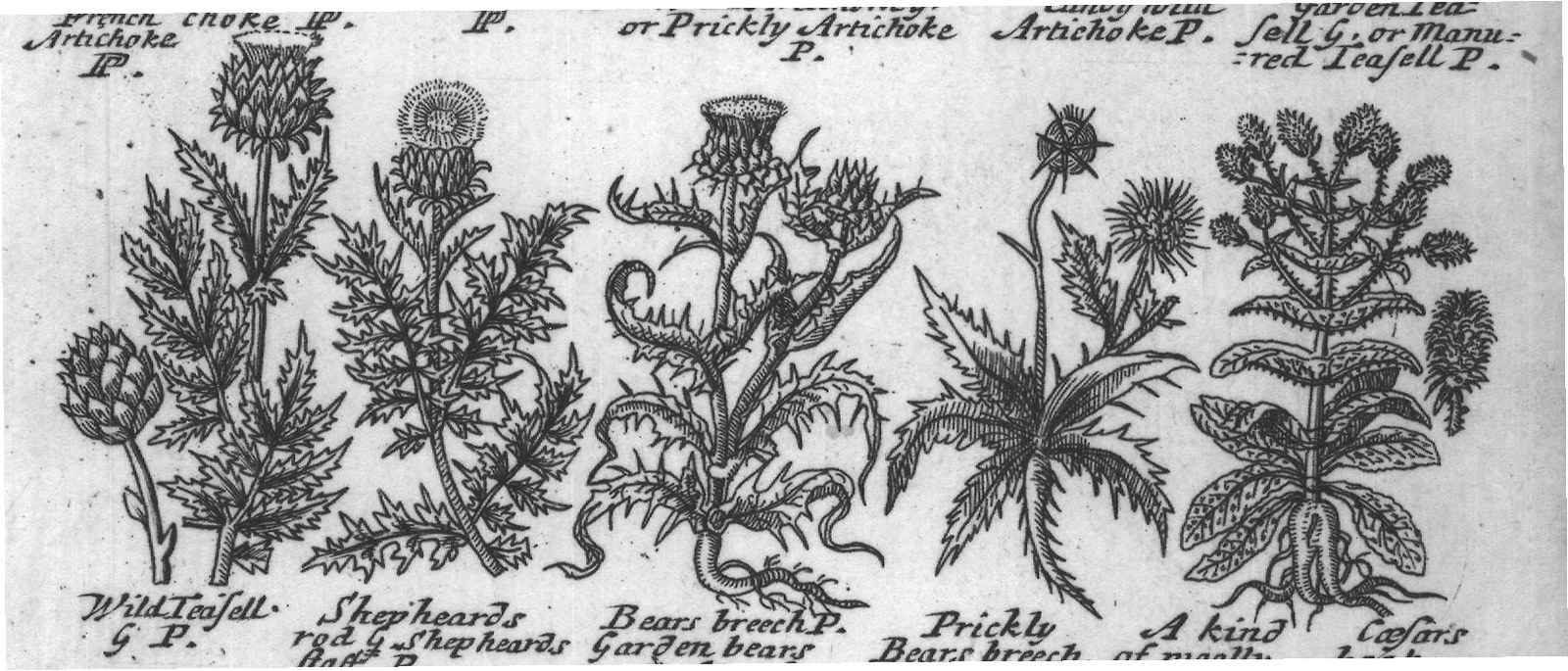 Engraved plant figure: Sea Holly