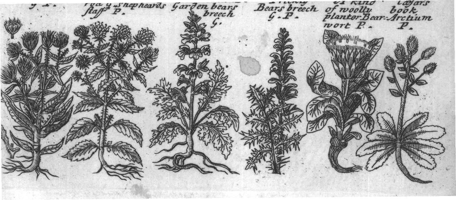 Engraved plant figure: Sea Holly