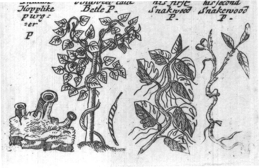 Engraved plant figure: Pines of