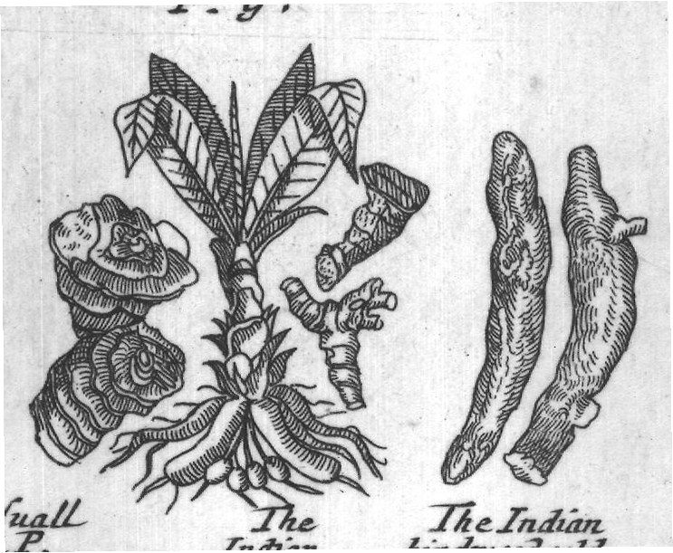 Engraved plant figure: Pines of