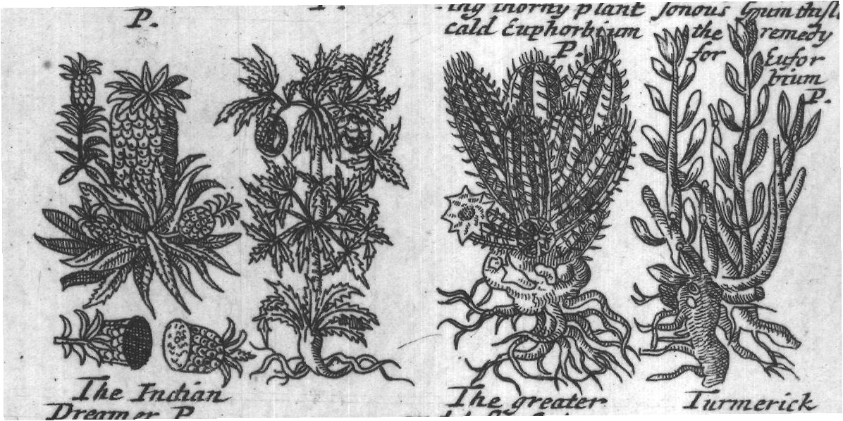 Engraved plant figure: Pines of