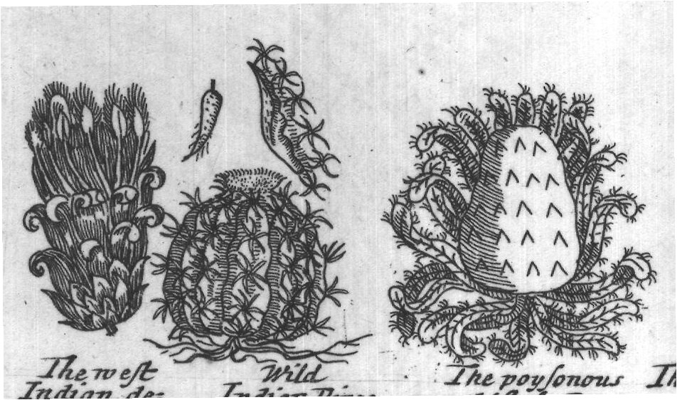 Engraved plant figure: Pines of