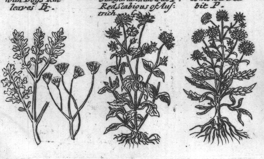 Engraved plant figure: Sheeps