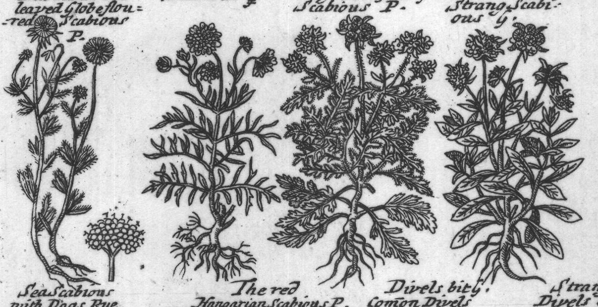 Engraved plant figure: Sheeps