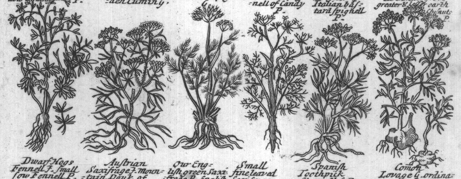 Engraved plant figure: Franck