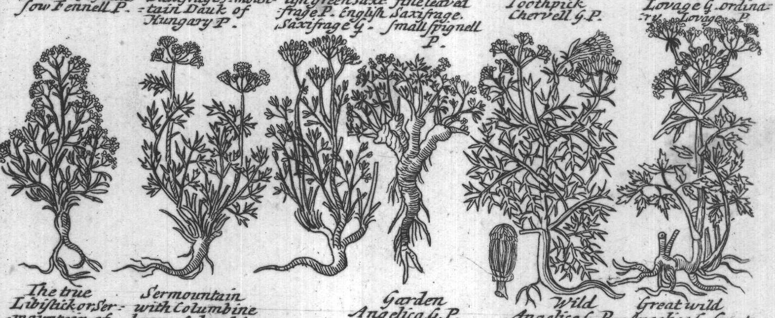 Engraved plant figure: Franck