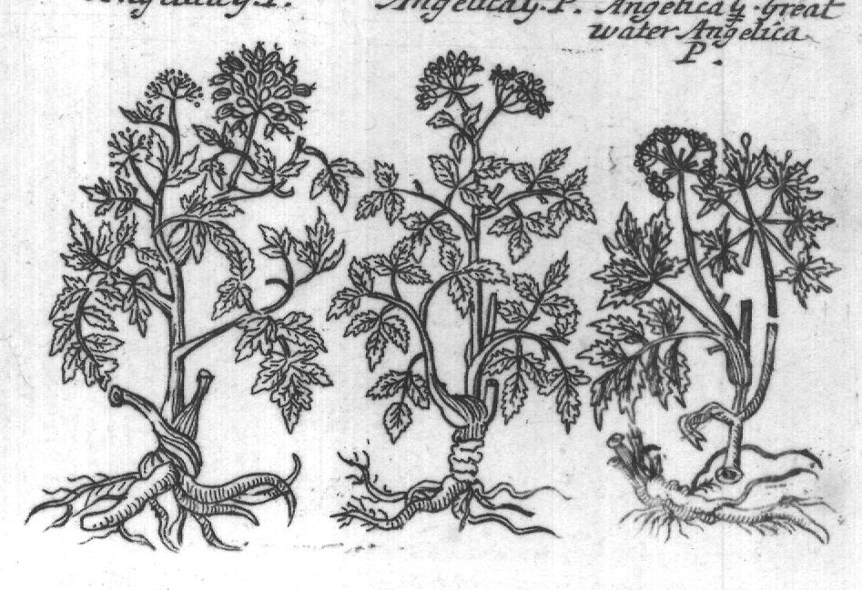 Engraved plant figure: Franck