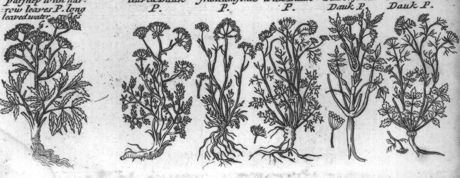 Engraved plant figure: Angelica of Cana