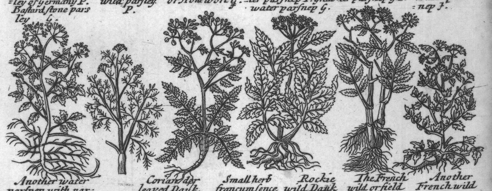 Engraved plant figure: Angelica of Cana