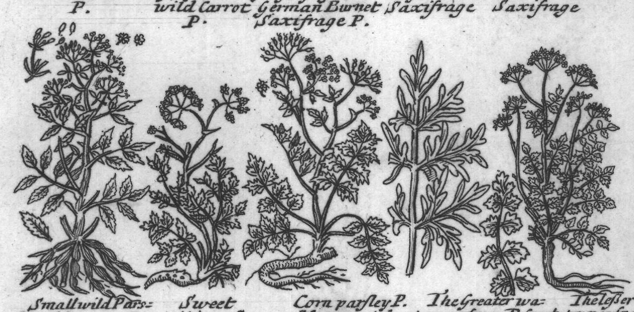 Engraved plant figure: Angelica of Cana
