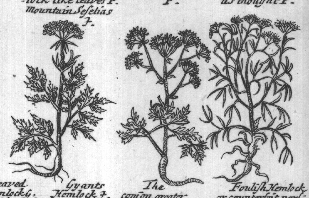 Engraved plant figure: Meadow Hart