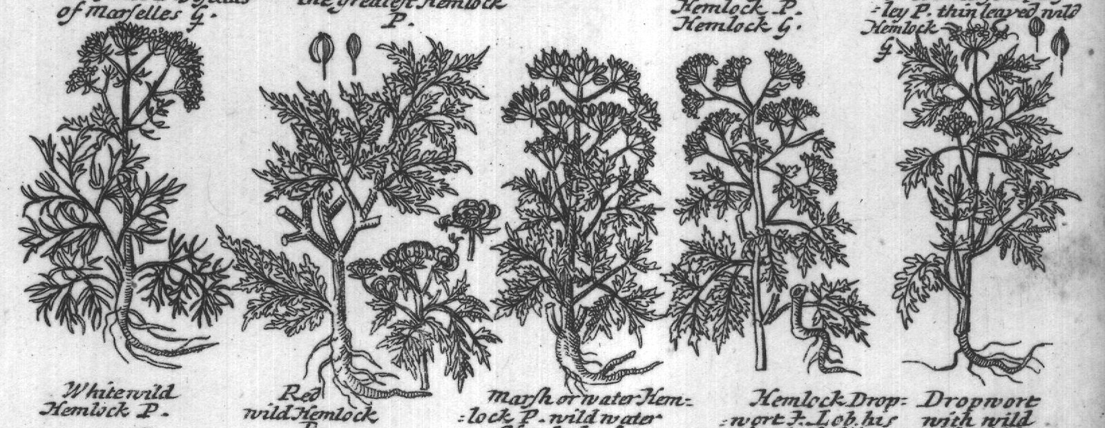 Engraved plant figure: Meadow Hart