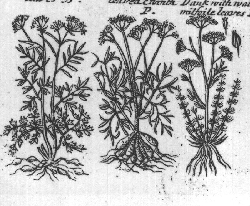 Engraved plant figure: Meadow Hart