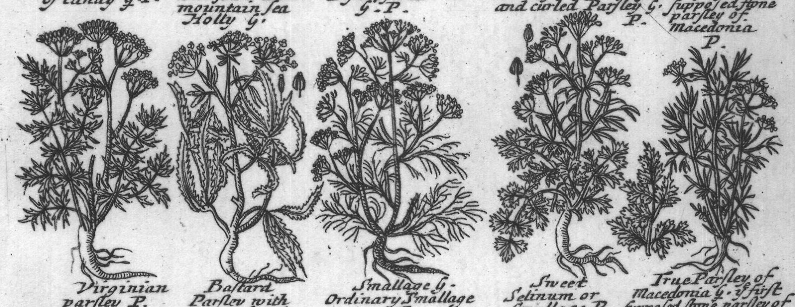 Engraved plant figure: Rock Sampire of