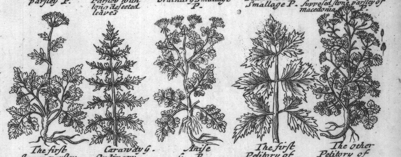 Engraved plant figure: Rock Sampire of