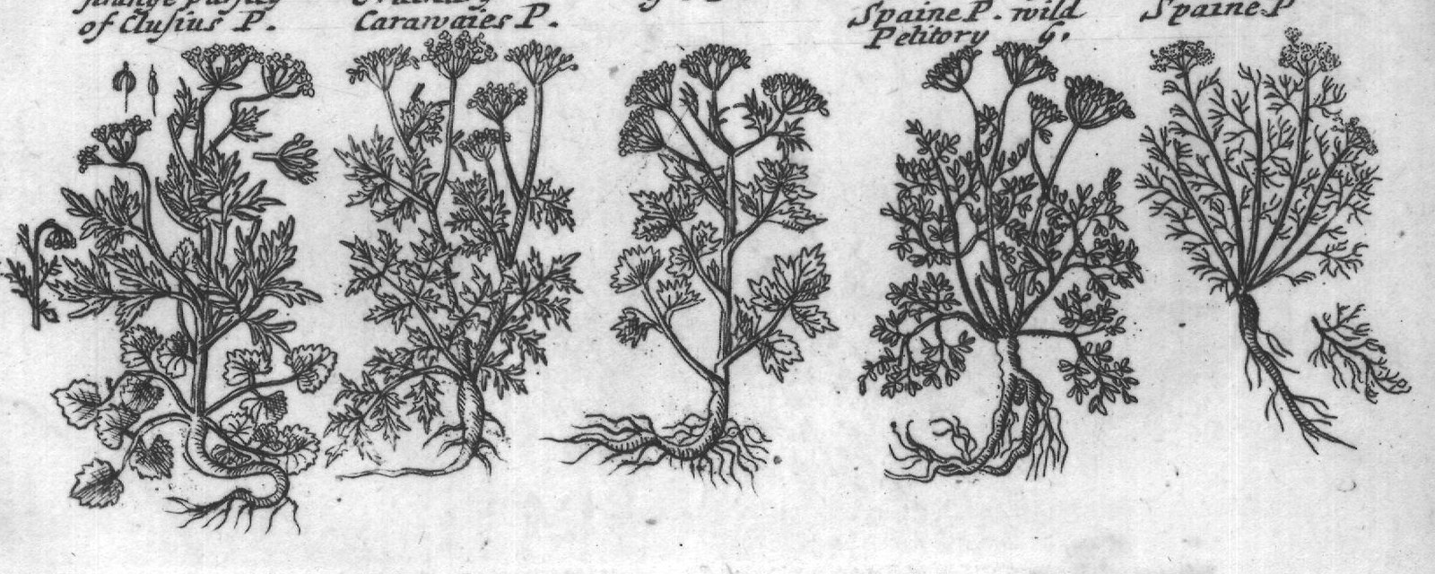Engraved plant figure: Rock Sampire of