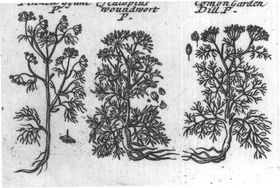 Engraved plant figure: Yellow
