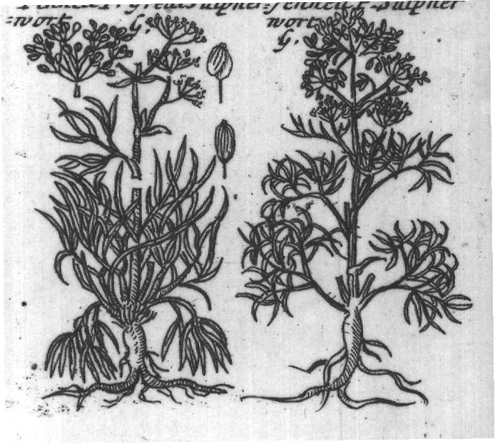Engraved plant figure: Yellow