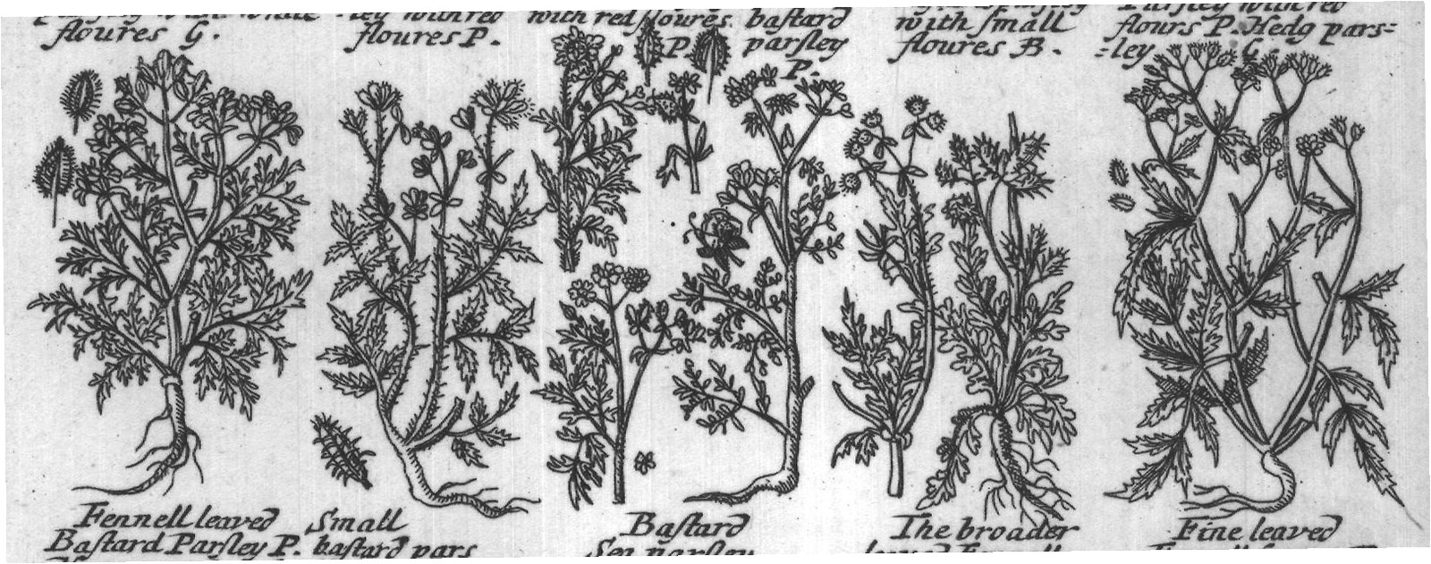 Engraved plant figure: Yellow