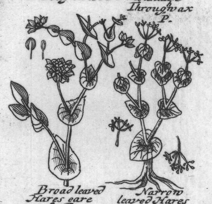 Engraved plant figure: Comon Through The leffer