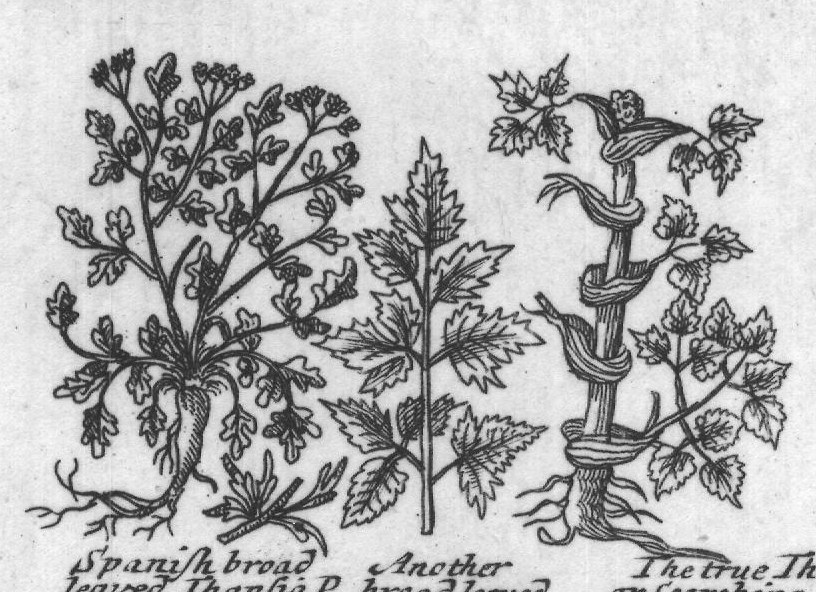 Engraved plant figure: Comon Through The leffer