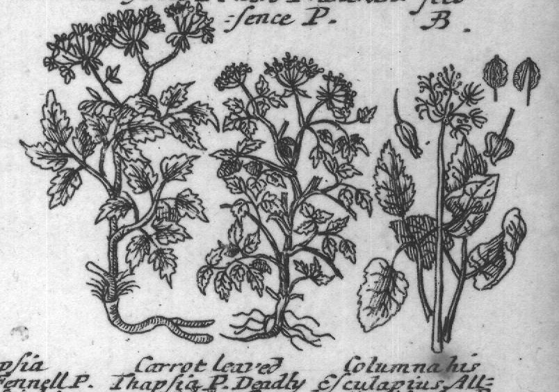 Engraved plant figure: Comon Through The leffer